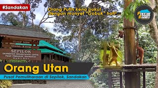 Pusat Pemuliharaan ORANG UTAN Sepilok Sandakan [upl. by Crawford]