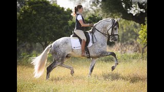 SOLD  Super typical old type Lusitano REF083 [upl. by Vaclav320]