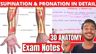 Supination and pronation of hand Anatomy [upl. by Akerue]