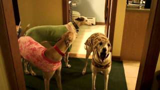 3 Greyhounds rooing barking [upl. by Phelia]