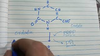 Pyrimidine biosynthesis in UrduHindi [upl. by Eatnahs957]