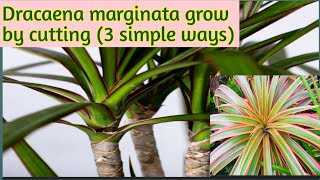 How to grow dracaena marginata by 3 simple wayspropagation of dracaena marginata 🌿 [upl. by Link730]