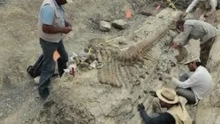 Archaeology dig reveals preserved dinosaur [upl. by Zebaj]