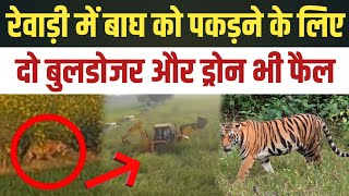 Rewari Tiger को पकड़ने के लिए 2 बुलडोजर और ड्रोन की ली जा रही मदद  टीम के हाथ नही आया Tiger news [upl. by Cung]