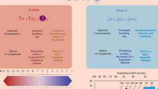 Part 1 Acidosis and Alkalosis Metabolic or Respiratorymp4 [upl. by Elyc733]