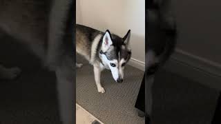 Sapphie the pomsky gets zoomies twice [upl. by Frasco]