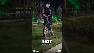 3 Legged Puppy Becomes Best Police Dog ❤️dog dogshorts wholesome [upl. by Perce]