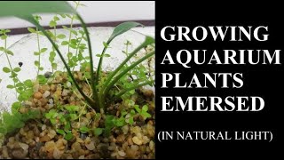 Growing Aquarium Plants EMERSED Outside in SUNLIGHT How to grow emersed Aquarium plants in 2020 [upl. by Isac800]