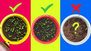 7 FATAL MISTAKES Why Seeds Not Germinating or Sprouting [upl. by Yekcir]