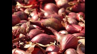 How to Plant Shallot In The Home For Beginners [upl. by Peggie]