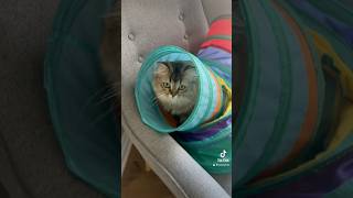 🐥🐱🐥cates catlover cutecates catonyoutube funny funnycats catvideos [upl. by Suivatal]