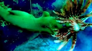 Hunting Lionfish in Roatan [upl. by Eiddal542]