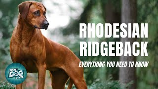 Rhodesian Ridgeback Dog Breed Guide  Dogs 101 [upl. by Annayat]