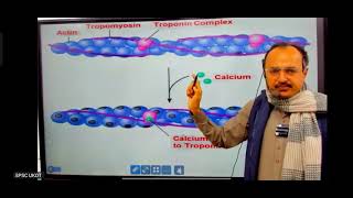 ultra structure of sarcomere sir JD [upl. by Ecerahc]