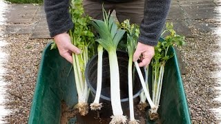 Overwintered Leeks amp Celery grown in a pot The results are in [upl. by Benedix]