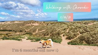 Walking on the beach with Chowski Puppy  Dog friendly beach in Scotland [upl. by Armando]