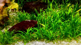 PLANTAS AQUÁTICAS LOW TECH CARPETE SAGITTARIA SUBULATA [upl. by Nedaj]