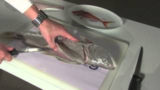 How To Fillet Fish Mulloway [upl. by Kolva]