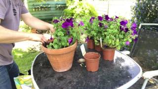 PLANTING UPRIGHT PETUNIAS IN POTS [upl. by Arnoldo]