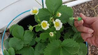 How to get more fruit by pollinating strawberry plants by hand [upl. by Eekorehc359]