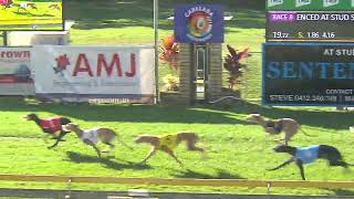 CapalabaThursday04072024Race8 [upl. by Massingill666]