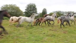 Connemara ponies run in the field [upl. by Eeimaj330]