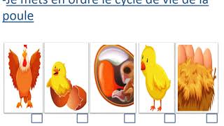 Quest ce que le cycle de vie dun animal  Sciences et Technologies  3AP [upl. by Luhey]