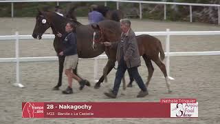 Lot 28 NakagochyANJOU FOAL SHOW 2023 [upl. by Euseibbob]