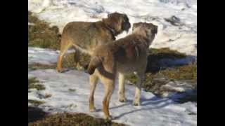 Border Terrier Winter Vacation [upl. by Brogle]