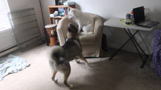 Shikoku Ken 四国犬 plays with Kishu Ken 紀州犬 [upl. by Silvie]