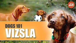 Discover the World of VIZSLA Dogs  A Comprehensive 101 Breed [upl. by Venezia]