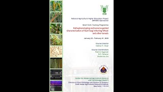 Identificationmappingintrogression of rust resistant genes in wheat By Dr H PrashanthJAN3120 [upl. by Ruenhcs263]