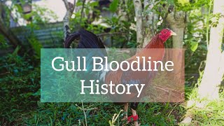 Gull Bloodline History [upl. by Eiramyelhsa958]