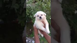 Low Price Indian Spitz Puppy for Sale Ranchi Jamshedpur Jharkhand dogsale trending pets dog [upl. by Lurleen701]