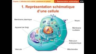 Chapitre 1  Définition de la cellule du cytoplasme et du cytosol [upl. by Yasmar]