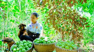 Harvesting Star Apple Fruit Goes To Market Sell  Bathing the Dog Feeding Dogsamp Chickens Cooking [upl. by Nehr]