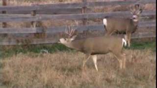 Gortex Outdoors Trophy Mule Deer Hunting Alberta Canada with Willow Creek Outfitters [upl. by Freida]