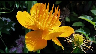 Best plants for pollinators Trollius Golden Queen the yellow Chinese globe flower care in the UK [upl. by Eskill]