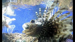 AQUARIUM DE CANET EN ROUSSILLON [upl. by Noral301]