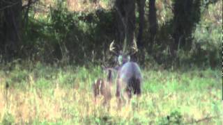 8 Point Buck  Breeding Rut East Texas Montgomery County 2010 Whitetail Deer [upl. by Christmas312]