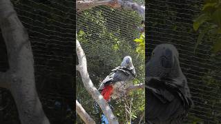 Jesse Preening His Feathers in A Tree parrots africangrey preening birds [upl. by Ahsitniuq768]