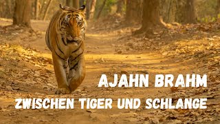 Zwischen Tiger und Schlange  buddhistische Kurzgeschichte von Ajahn Brahm [upl. by Nolana718]