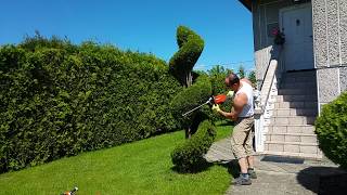 Cięcie artystyczne tui shaping shrubs bonsai Gestaltung topiary stihl HSA25 i husqvarna formowani [upl. by Sudoeht]