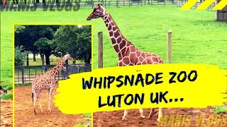 Whipsnade Zoo Luton England  Beautiful place for kids as well to visit  Vist 2021  Manis vlogs [upl. by Colline]