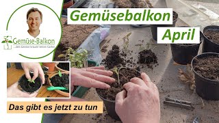 Gemüse Anbau April 🌱  Das ist jetzt zu tun 📋 [upl. by Kolosick577]