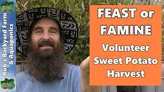 FEAST or FAMINE Volunteer Sweet Potato Experiment Harvest [upl. by Elodie656]