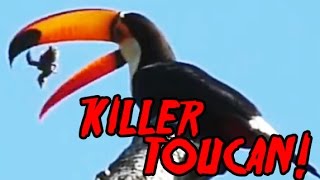 Killer Toucan Toco Toucan swallowing baby birds ALIVE GRAPHIC [upl. by Milone]