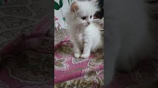 Persian 🐱🥰cat shortyoutubeshorts viralshort funny catlover [upl. by Johen]