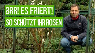 Winterschutz für Rosen im Garten  Der Grüne Tipp kompakt [upl. by Gustav759]