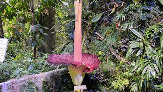 1stever corpse flower bloom at SFs CA Academy of Sciences underway How some describe the smell [upl. by Inahc]